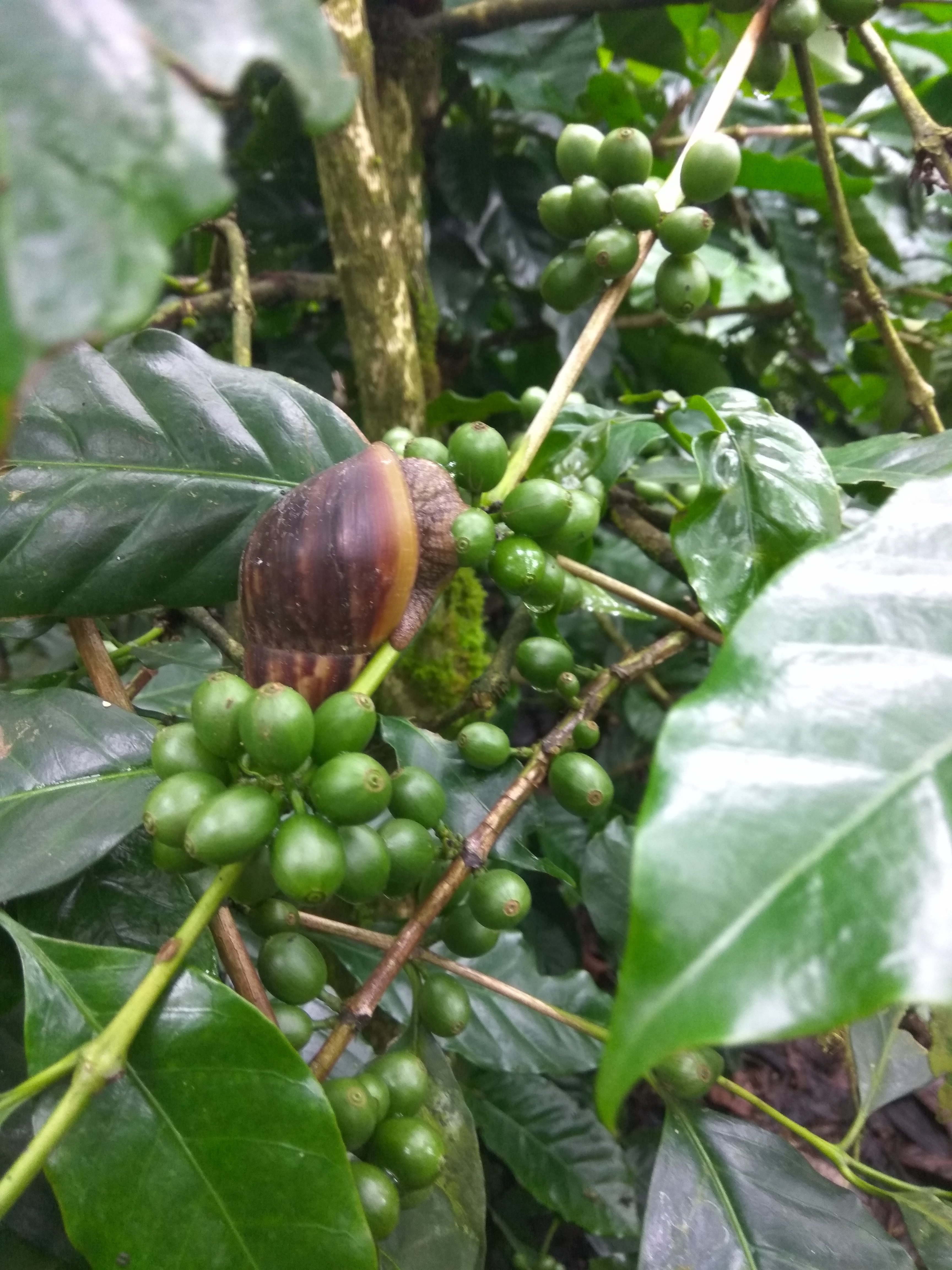 Giant African Snail